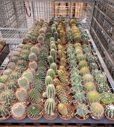 2" Cactus Assortment 